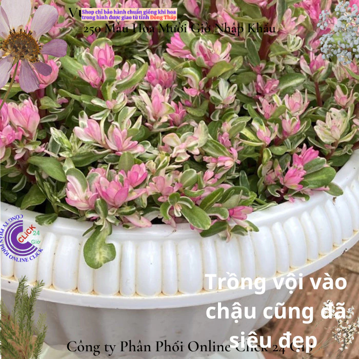 Hoa Cẩm Thạch Lá Hồng Mới Tuyệt Đẹp 🍀 MM Market
