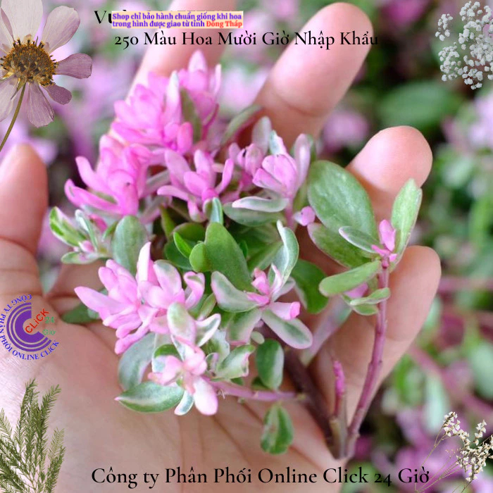 Hoa Cẩm Thạch Lá Hồng Mới Tuyệt Đẹp 🍀 MM Market