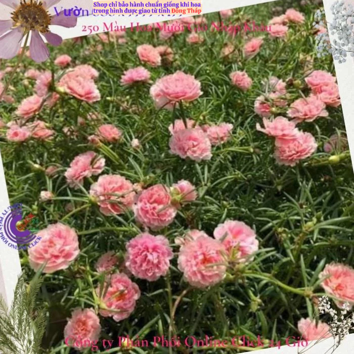 Hoa Mười Giờ Thái Kép Màu Hồng Mỹ Nhân Đẹp Mĩ Mãn Cành Giống Khỏe