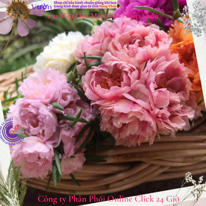 Hoa Mười Giờ Thái Kép Màu Hồng Mỹ Nhân Đẹp Mĩ Mãn Cành Giống Khỏe