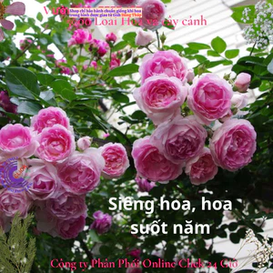 Chậu hoa hồng leo Mon Coeur KHÔNG GAI bông hồng Nhật to làm trà📕 Top Loài Hoa Đẹp Nhất Thế Giới