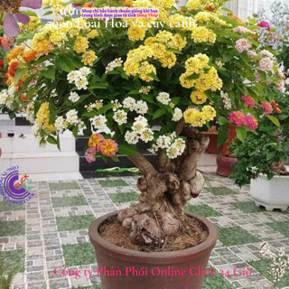 combo 4 chậu hoa ngũ sắc thái nhiều màu siêu dễ trồng ️🦉 Siêu Thị Hoa Và Cây Giống
