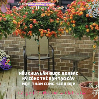combo 4 chậu hoa ngũ sắc thái nhiều màu siêu dễ trồng ️🦉 Siêu Thị Hoa Và Cây Giống