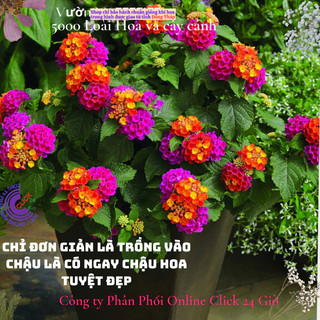 Hoa trâm ổi giống hoa ngũ sắc thái tím sen vàng tuyệt đẹp️🍣 Siêu Thị Hoa Và Cây Giống