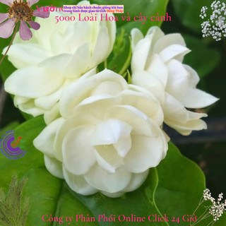 Chậu hoa lài ta lài làm trà thơm ngát hoa nhài nhiều công dụng 🌹Siêu Thị Hoa Và Cây Giống