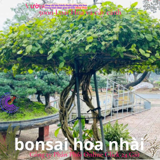 Chậu hoa lài ta lài làm trà thơm ngát hoa nhài nhiều công dụng 🌹Siêu Thị Hoa Và Cây Giống