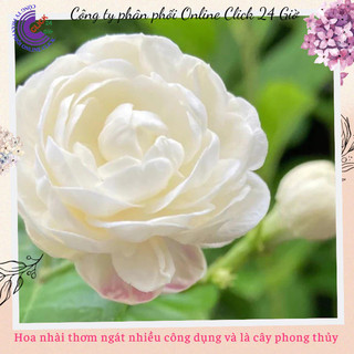 Chậu hoa lài ta lài làm trà thơm ngát hoa nhài nhiều công dụng 🌹Siêu Thị Hoa Và Cây Giống