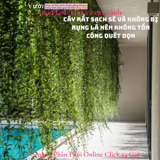Cúc tần Ấn Độ 2 chậu xum xuê dài hơn 1m cây khỏe mượt ️🦉 Siêu Thị Hoa Và Cây Giống