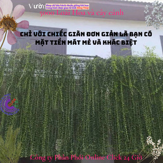 Cúc tần Ấn Độ 2 chậu xum xuê dài hơn 1m cây khỏe mượt ️🦉 Siêu Thị Hoa Và Cây Giống
