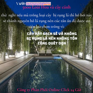 Cúc tần Ấn Độ 2 chậu xum xuê dài hơn 1m cây khỏe mượt ️🦉 Siêu Thị Hoa Và Cây Giống