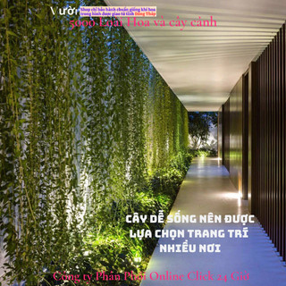 Cúc tần Ấn Độ 2 chậu xum xuê dài hơn 1m cây khỏe mượt ️🦉 Siêu Thị Hoa Và Cây Giống