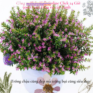 Cẩm tú mai chậu đang có hoa sức sống mạnh liệt ️👜 Siêu Thị Hoa Và Cây Giống