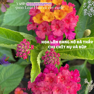 Hoa trâm ổi giống hoa ngũ sắc thái tím sen vàng tuyệt đẹp️🍣 Siêu Thị Hoa Và Cây Giống