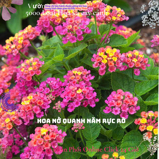 Hoa ngũ sắc thái giống hoa màu vàng đậm siêu hoa 3 ️🍣 Siêu Thị Hoa Và Cây Giống