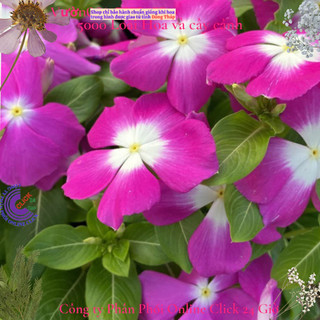 Hoa dừa cạn Thái siêu bông giống hoa tím tông trắng rất to dễ trồng🌹Siêu Thị Hoa Và Cây Giống