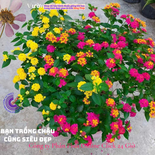 combo 4 chậu hoa ngũ sắc thái nhiều màu siêu dễ trồng ️🦉 Siêu Thị Hoa Và Cây Giống