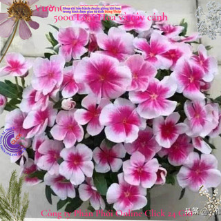 Chậu hoa dừa cạn Thái siêu bông giống hoa viền chớp siêu phẩm đẹp mê🌹 Siêu Thị Hoa Và Cây Giống