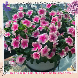 Chậu hoa dừa cạn Thái siêu bông giống hoa viền chớp siêu phẩm đẹp mê🌹 Siêu Thị Hoa Và Cây Giống