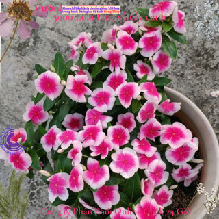 Chậu hoa dừa cạn Thái siêu bông giống hoa viền chớp siêu phẩm đẹp mê🌹 Siêu Thị Hoa Và Cây Giống
