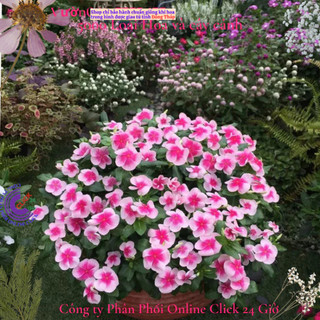 Chậu hoa dừa cạn Thái siêu bông giống hoa viền chớp siêu phẩm đẹp mê🌹 Siêu Thị Hoa Và Cây Giống