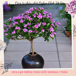 5 Chậu Hoa dừa cạn nhiều màu ngắm hoa ngay hoa to siêu bông🥕 Siêu Thị Hoa Và Cây Giống