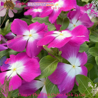 Hoa dừa cạn Thái siêu bông giống hoa tím tông trắng rất to dễ trồng🌹Siêu Thị Hoa Và Cây Giống
