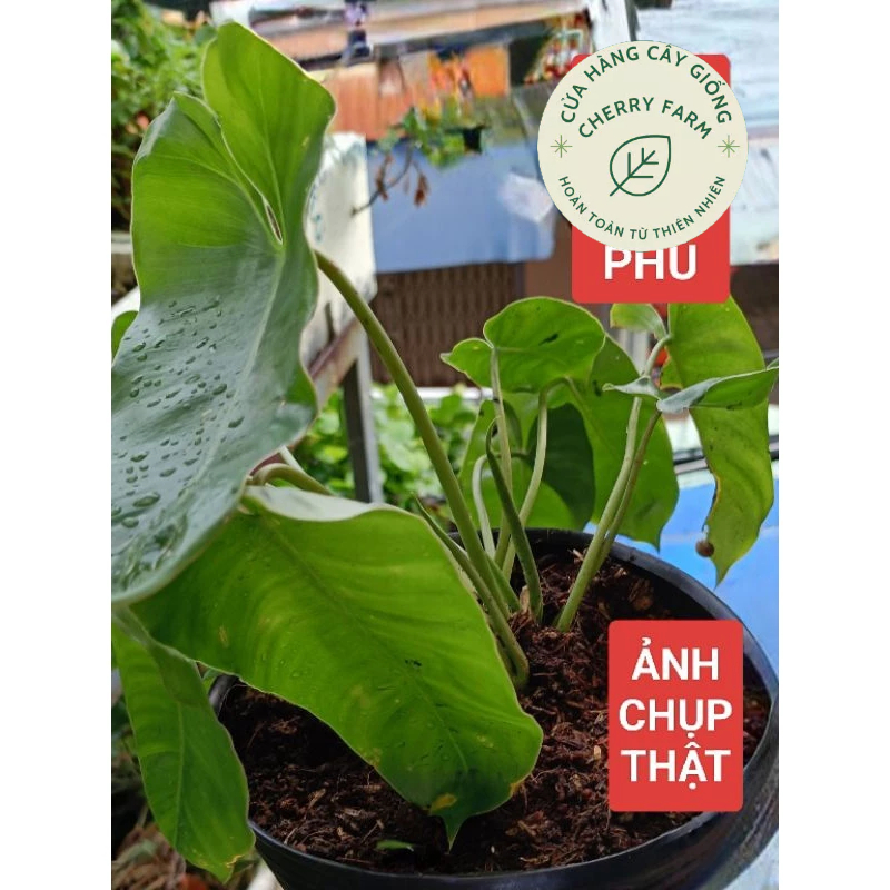 TRẦU BÀ TỶ PHÚ, chậu C6, shop tại Rạch Giá _KG
