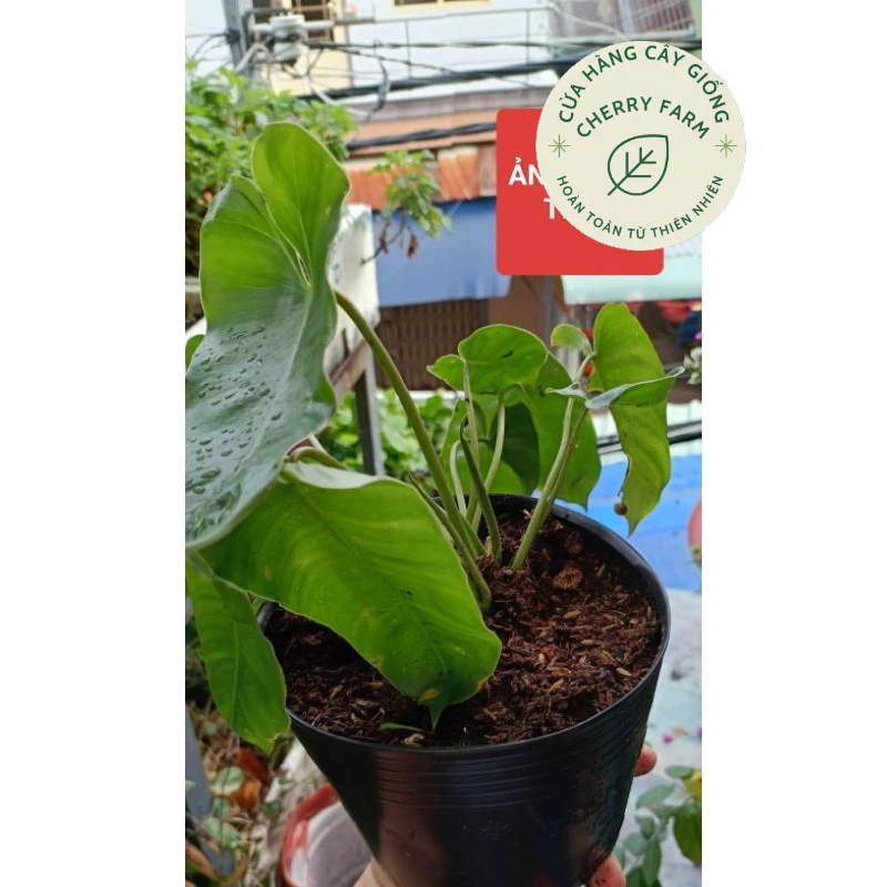 TRẦU BÀ TỶ PHÚ, chậu C6, shop tại Rạch Giá _KG