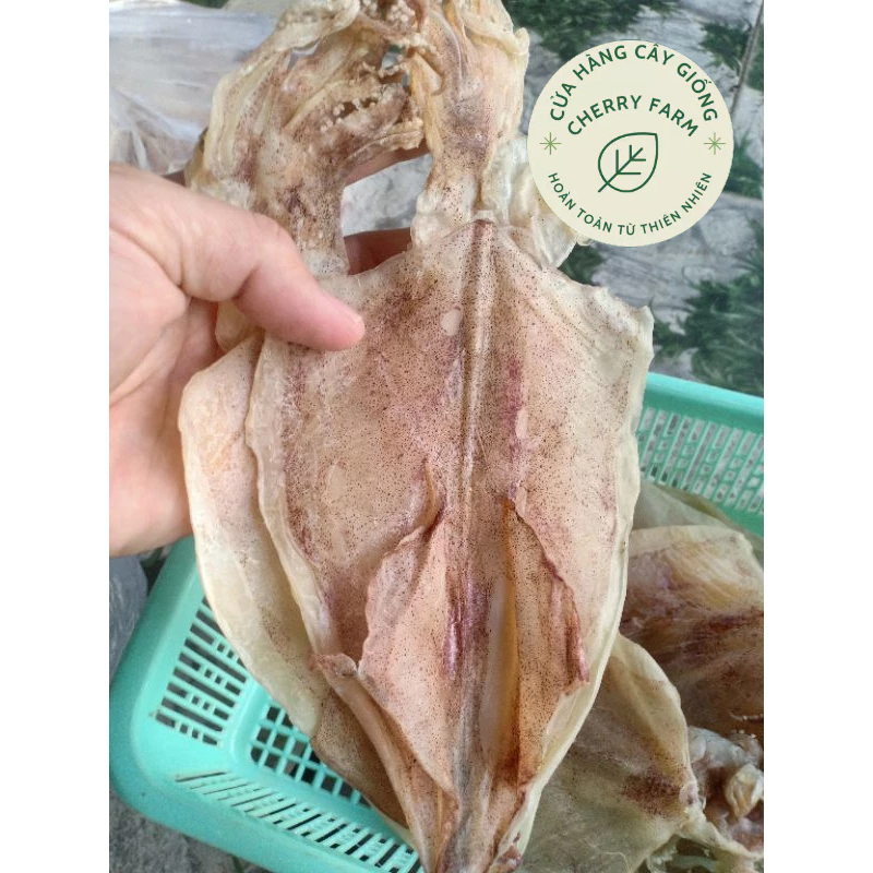 MỰC SIZE 30-35/KG.40-45con/kg HÀNG CHUẨN ĐẸP, SHIP NHANH