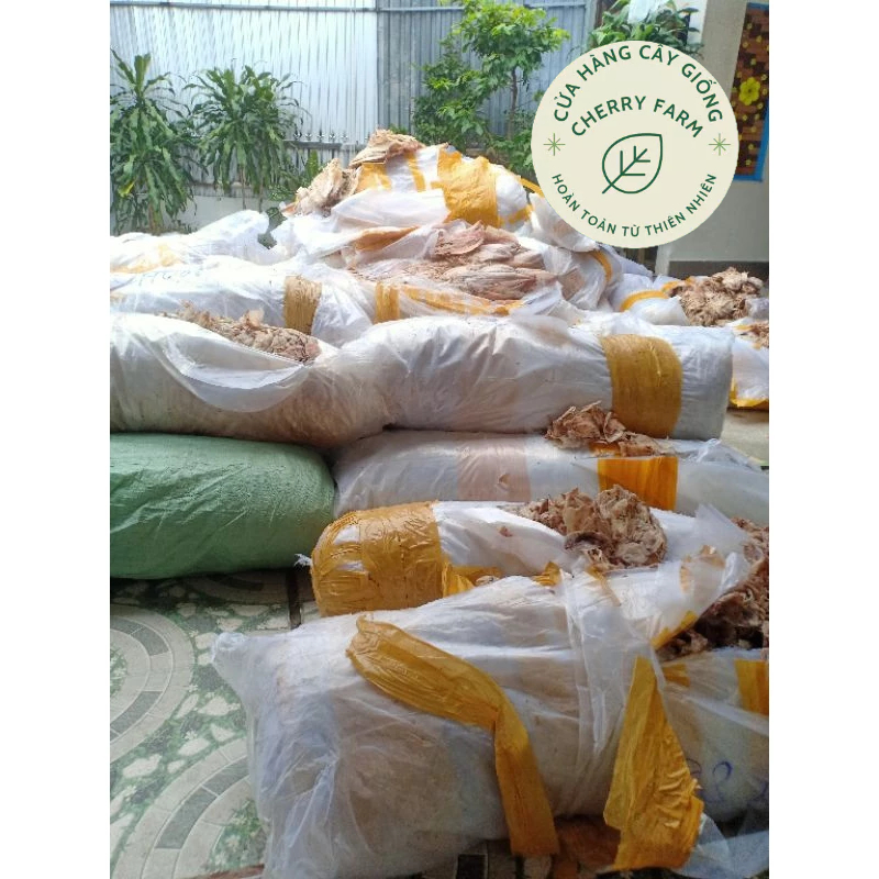 MỰC CHUỐI( BIỄN KIÊN GIANG) CAM KẾT NHƯ HÌNH