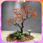 Combo 50 Quả Bóng Bay Decor Làm Quả Hồng, Quả Lựu - Xu Hướng Hottrend Trang Trí Tết 2026 Bính Ngọ BB6