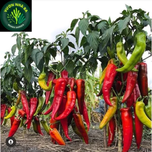 Cây ớt giống: Ớt Ngọt Palermo - ớt trái cây - ớt mang hương vị trái cây, ngọt giòn - vua của các loại ớt rất ngon và tốt