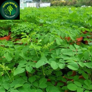 Cây giống Chùm Ngây - cây chùm ngây cây to khoẻ ảnh thật- giá trị dinh dưỡng cao rất tốt cho sức khoẻ -cây khoẻ dễ trồng