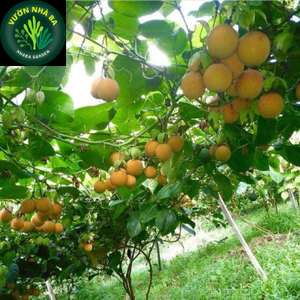 Cây giống chanh dây vàng hương ổi - chanh dây hoàng kim - mang hương thơm trái cây.