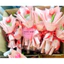 BÓ HOA TULIP ( NHIỀU MẪU ) DỄ THƯƠNG