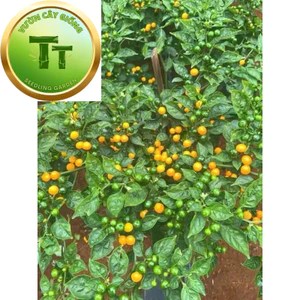 Cây Giống Ớt Peru Vàng | Giống Ớt Ngoại Nhập, Trái Đẹp, Năng Suất Cao, Dễ Trồng - trái ớt tròn màu vàng cây khoẻ