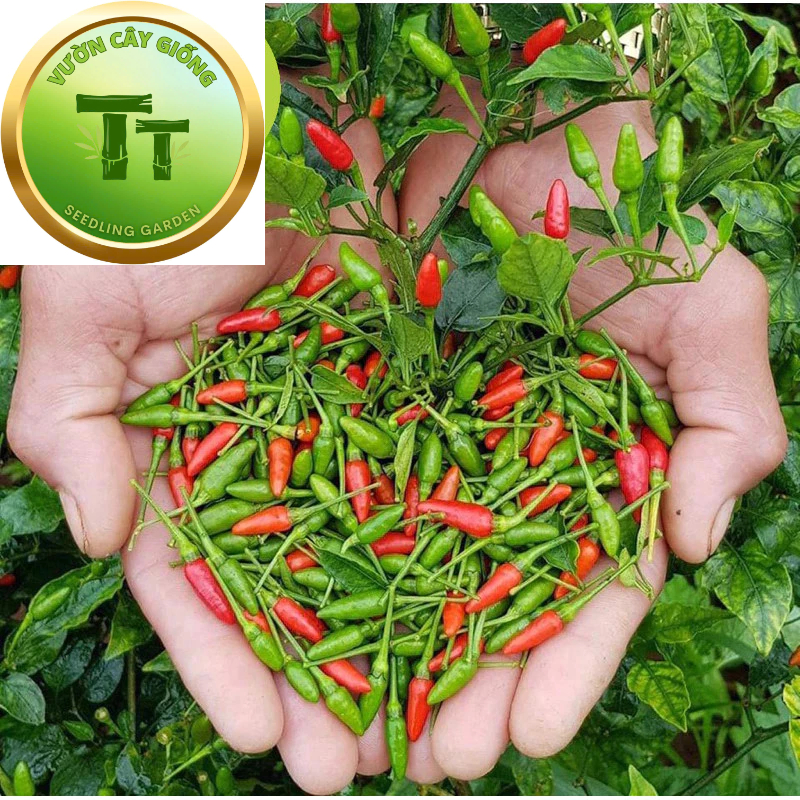 Cây giống ớt xiêm xanh ( ớt sim, ớt hiểm ) - ớt chim ăn - ớt rừng tây ...