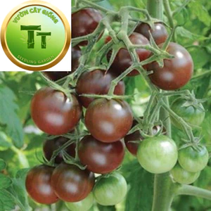 Cây Giống Cà Chua: Cà Chua Bi - Cherry Vàng - Socola - Cà Chua beef - Cây ổn định - nhanh thu hoạch trái nhiều
