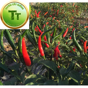 Cây Giống Ớt Chỉ Thiên - Giống Ớt Sai Trái, Cay Nồng, Dễ Trồng, Năng Suất Cao