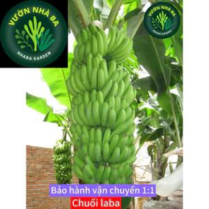 Cây Ăn Trái: cây chuối LaBa Đà Lạt - Chuối siêu lùn - chuối tiến vua - trái to, ngọt thơm lừng - bầu cây giống cấy mô