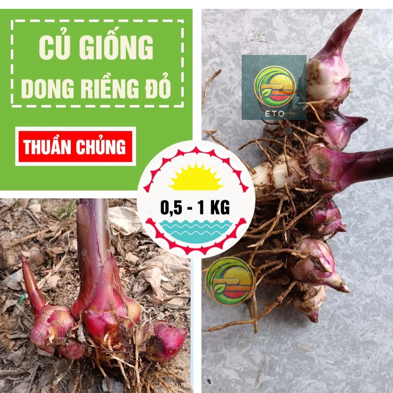 Củ giống dong riềng đỏ giống bản địa, sinh trưởng rất khỏe [1kg ...