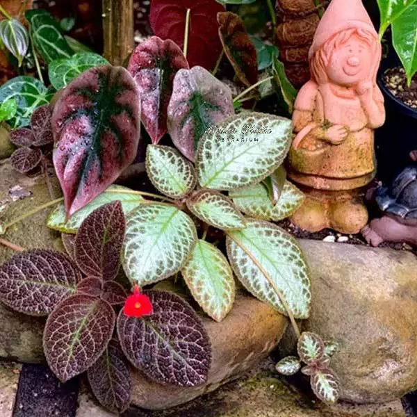Cây lá gấm tím espica chơi để bàn,terrarium,bán cạn