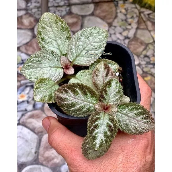 Cây lá gấm tím espica chơi để bàn,terrarium,bán cạn