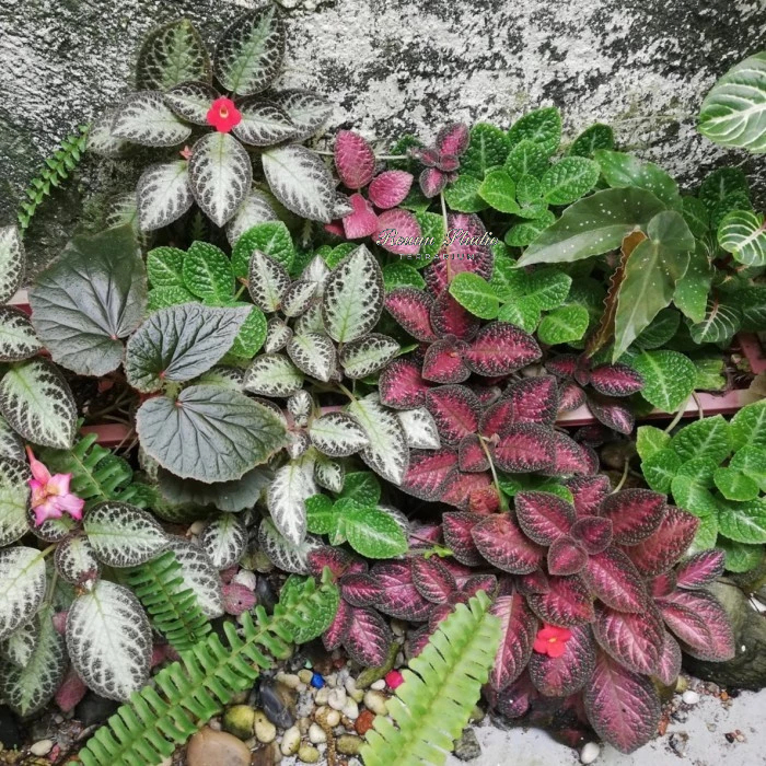Cây lá gấm tím espica chơi để bàn,terrarium,bán cạn