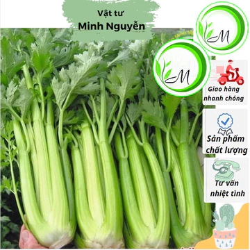 Hạt giống Cần tây bẹ to năng suất cần tây Mỹ khổng lồ ép nước dễ chăm sóc