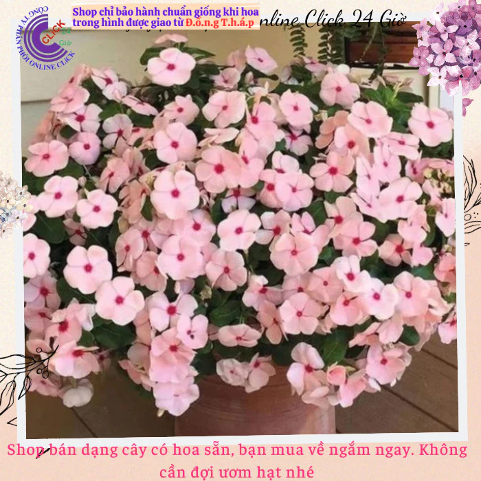 Hoa dừa cạn siêu bông giống hoa màu hồng phấn tâm sen siêu cưng💟 MM Market