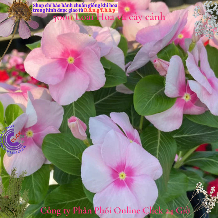 Hoa dừa cạn siêu bông giống hoa màu hồng phấn tâm sen siêu cưng💟 MM Market