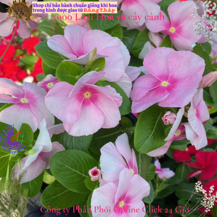 Hoa dừa cạn siêu bông giống hoa màu hồng phấn tâm sen siêu cưng💟 MM Market
