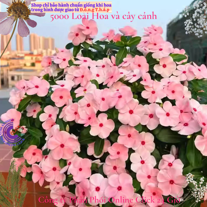 Hoa dừa cạn siêu bông giống hoa màu hồng phấn tâm sen siêu cưng💟 MM Market