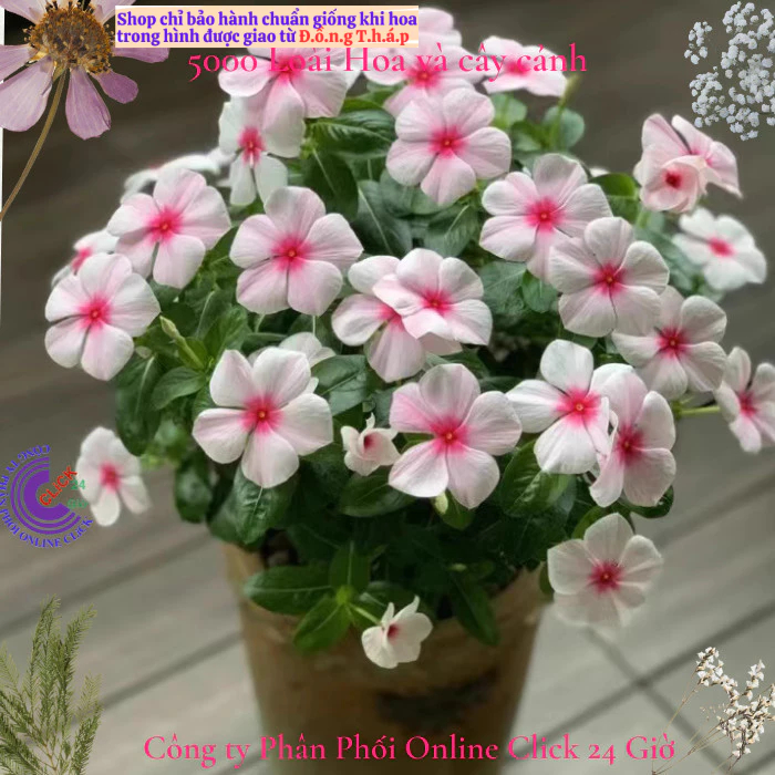 Hoa dừa cạn siêu bông giống hoa màu hồng phấn tâm sen siêu cưng💟 MM Market